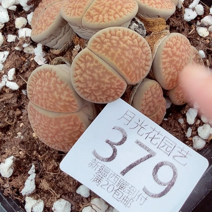 不要说对不起哦379