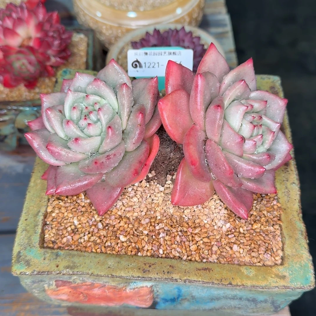 从前慢多肉精选编号1221.356