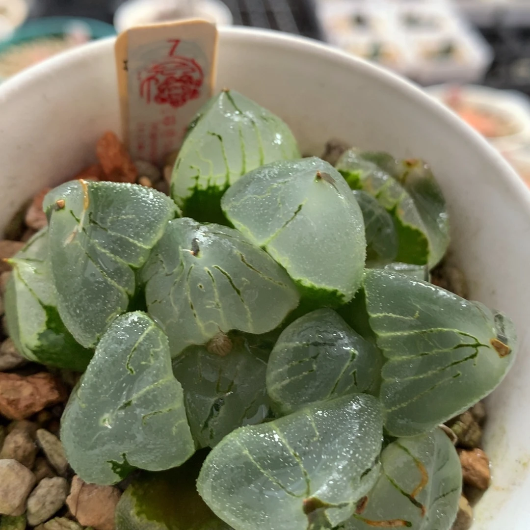 以实际为准7虞美人