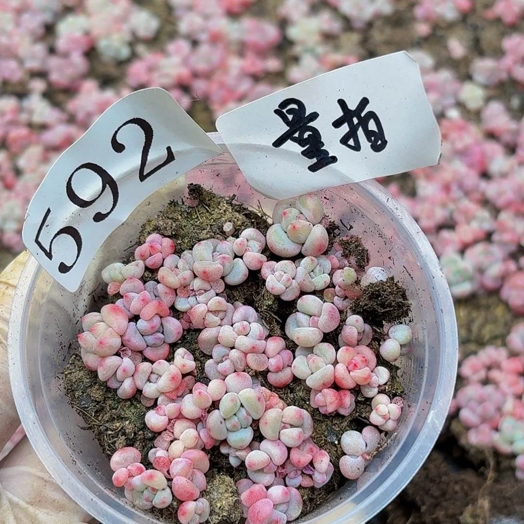 多肉植物多肉植物592量拍