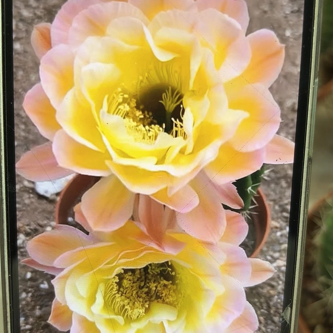 彩草黄金屋7.5公分左右