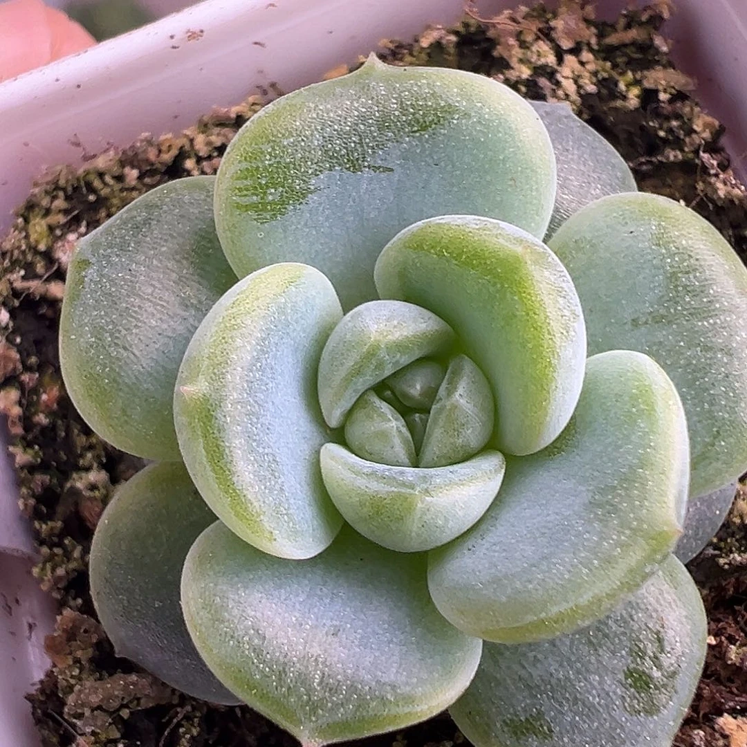 风花雪月孤品 新品尝鲜