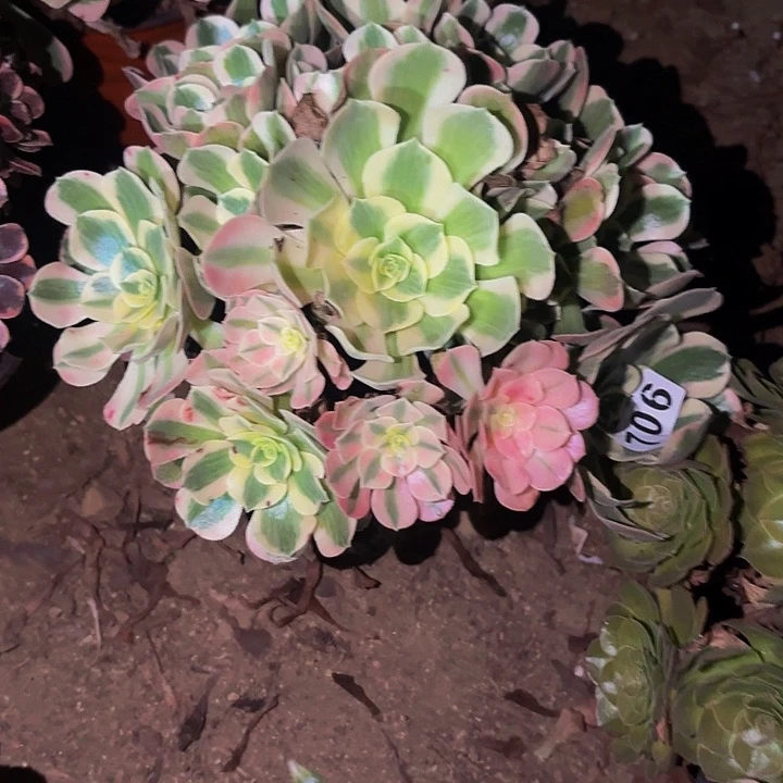 706青苹果多肉植物不售后