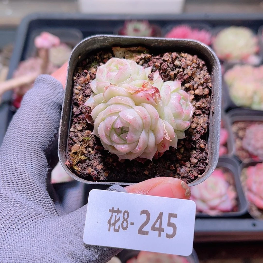 i**i花08-245麦秆含盆土