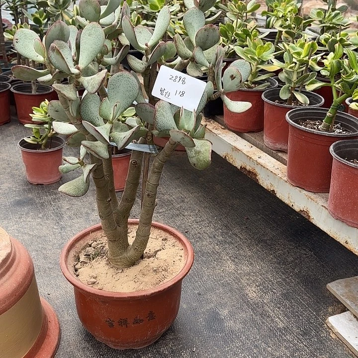 管****当前无花栽培后可以开花轮回118