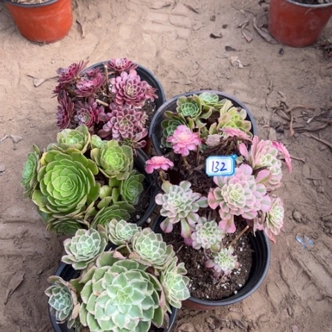 132多肉植物组合，