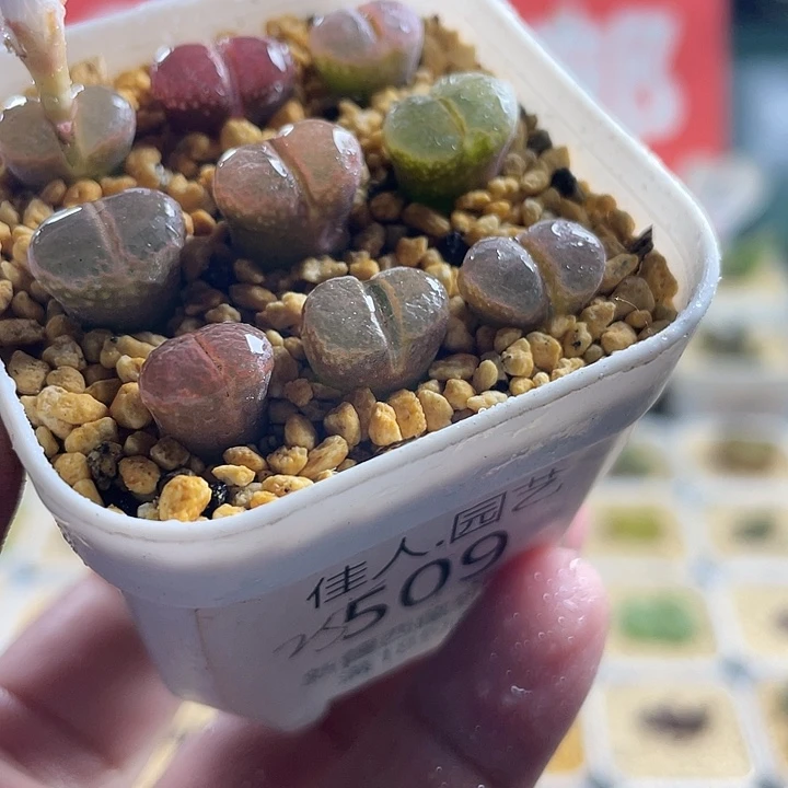 佳人园艺多肉生石花彩风铃509