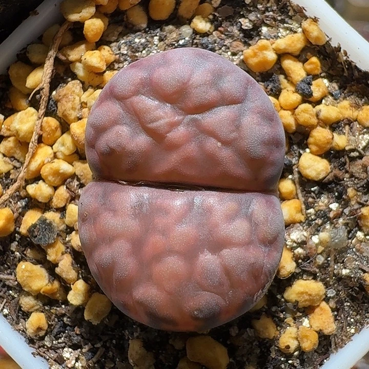 生石花2:：：。在。  382号