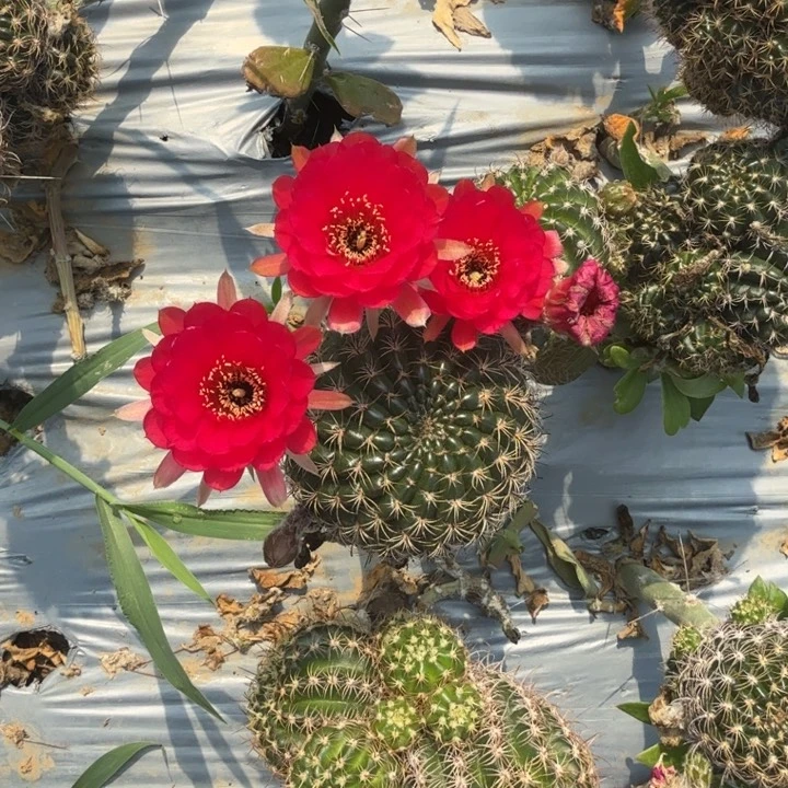 丽花仙人球仙人掌204