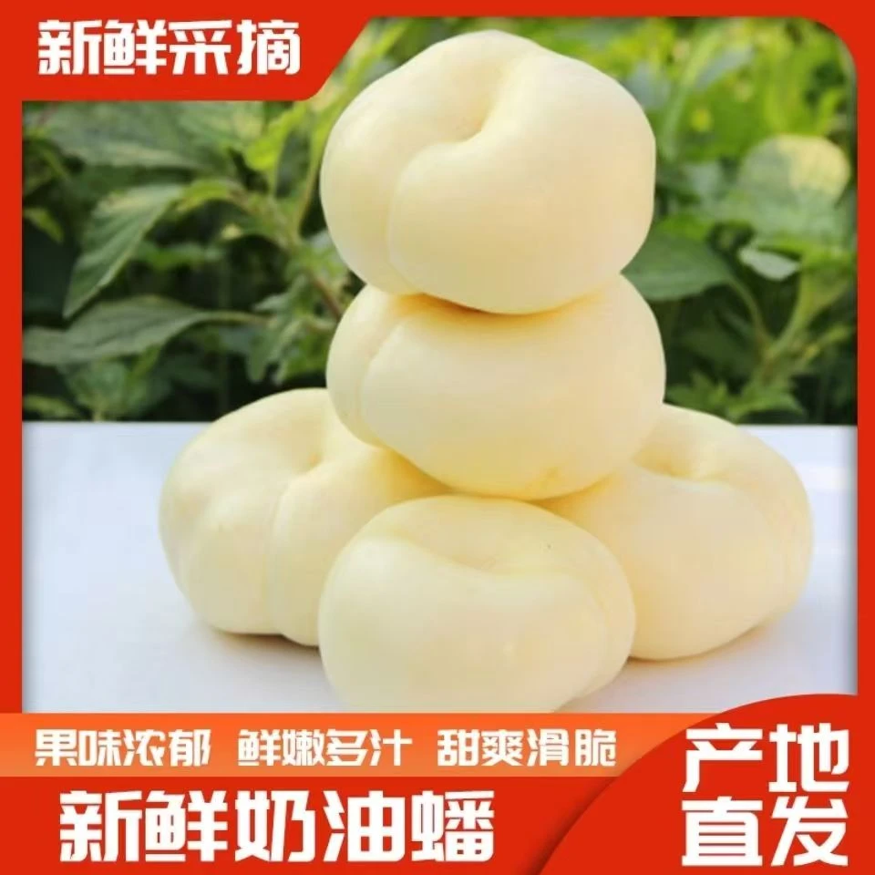奶油蟠桃新鲜水果蒙阴当季白玉蟠桃桃子扁油蟠桃现摘蜜桃夏日尝鲜