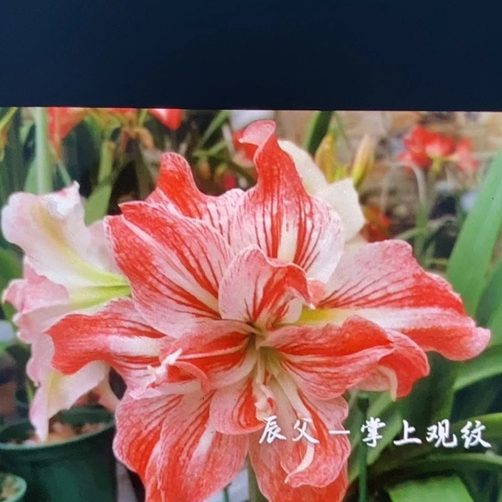 掌上观纹5厘米朱顶红