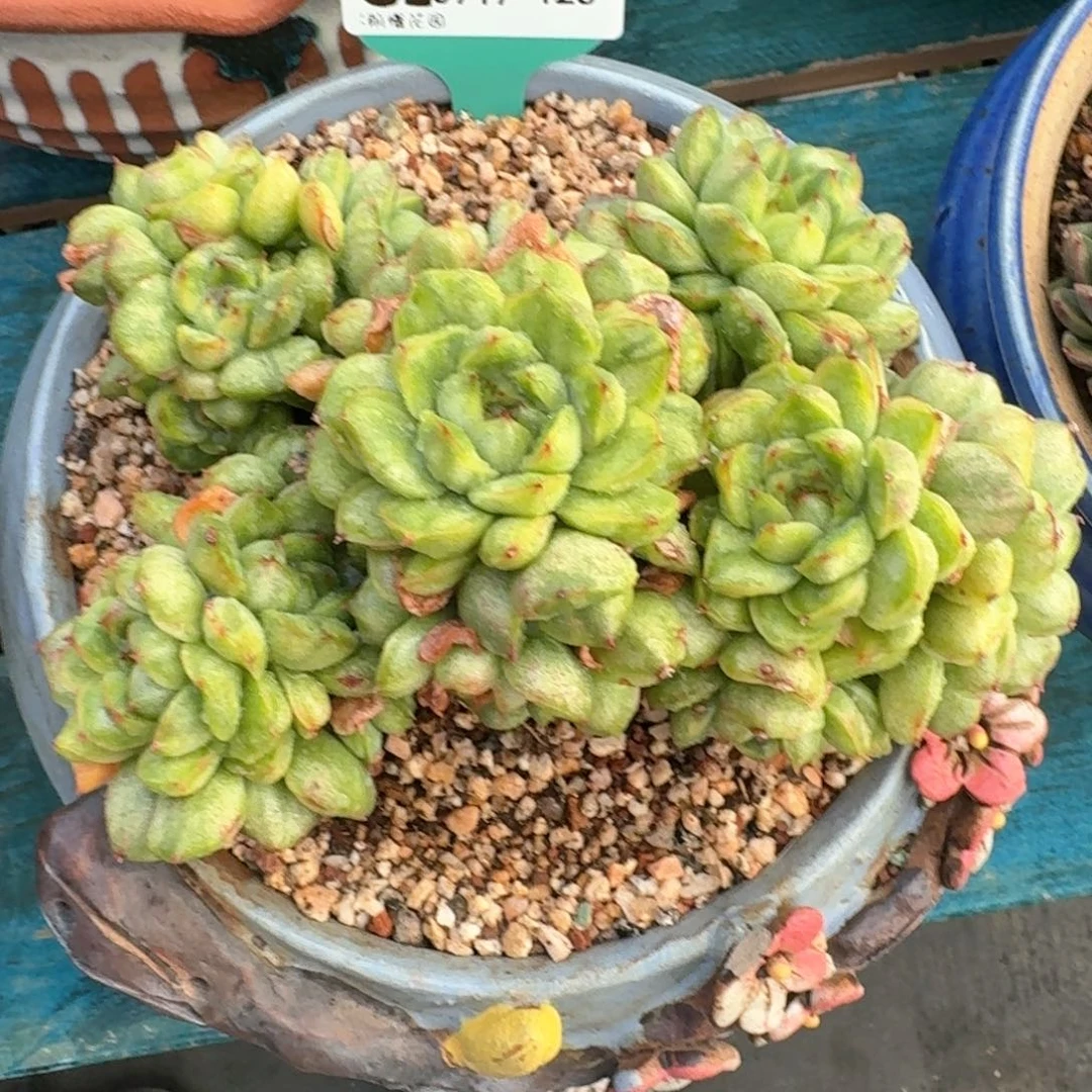 从前慢多肉精选编号0917.126