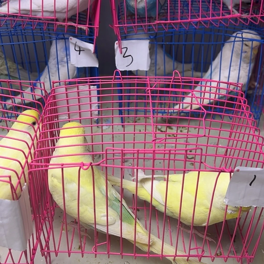 虎皮鹦鹉大头俩只的