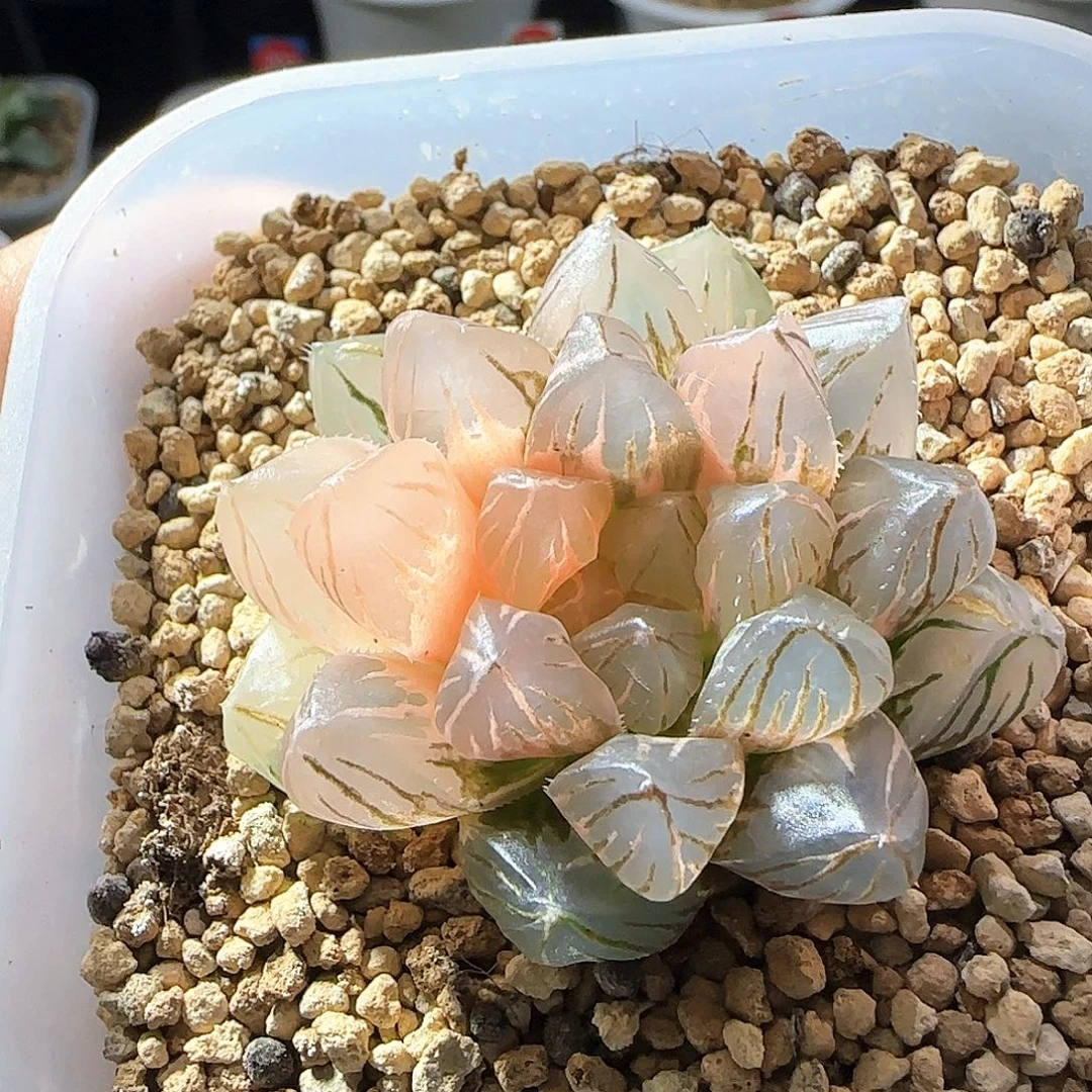 4号OM玉露锦一物一拍带盆土