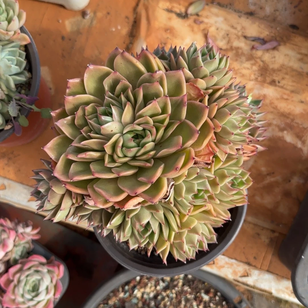 杂交多肉植物0000000777