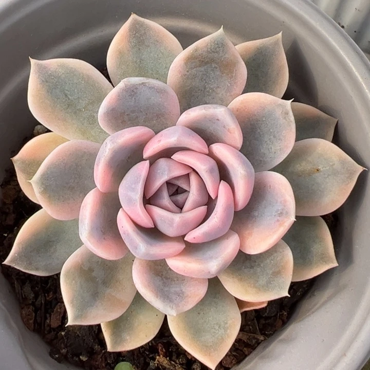 汉堡锦一物一拍锦龙