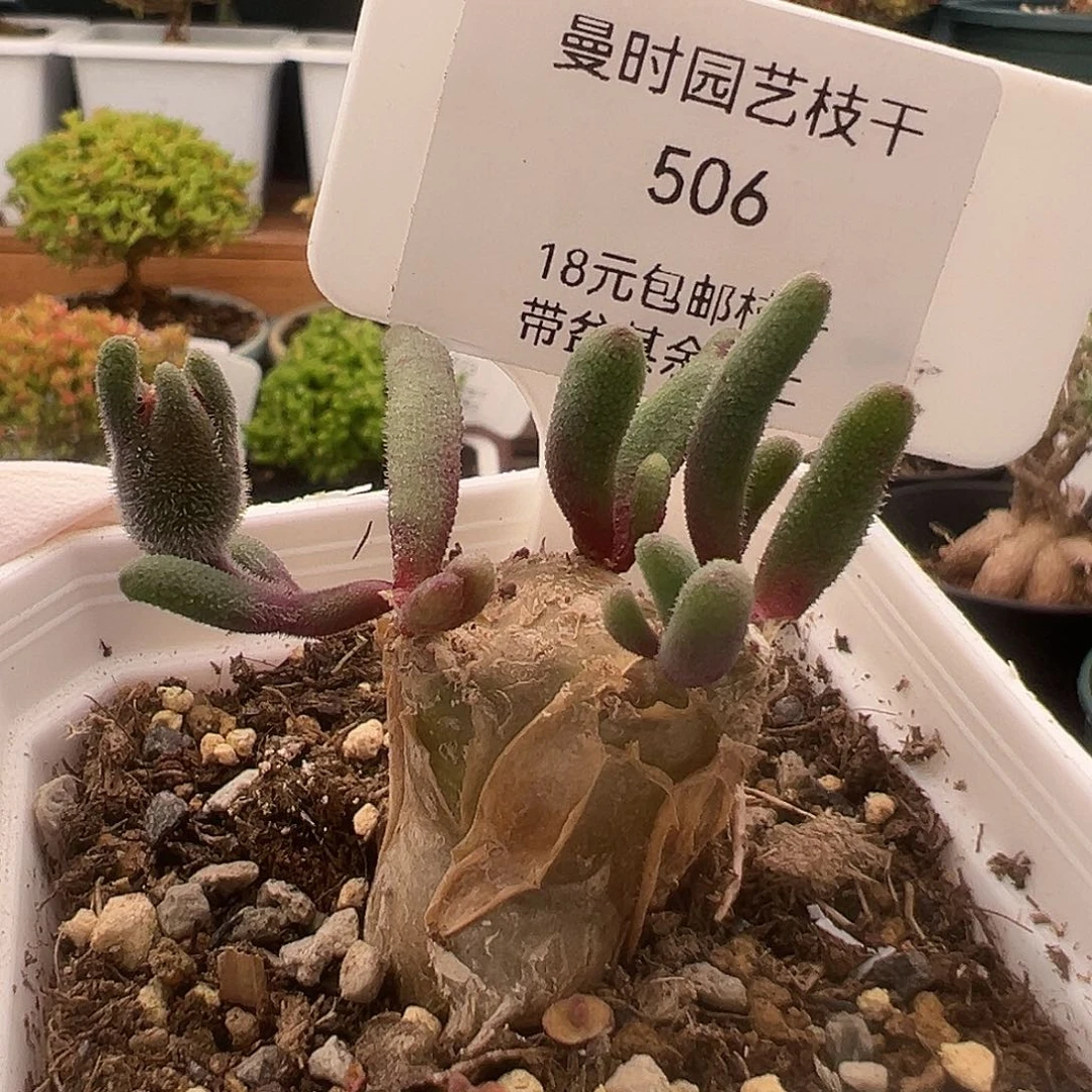 506号淡清霜12.15多肉