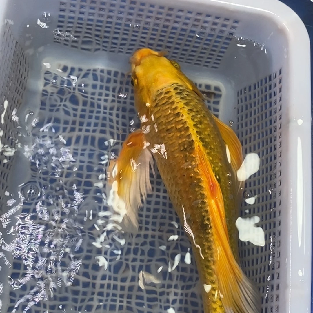 锦鲤冷水锦鲤包邮