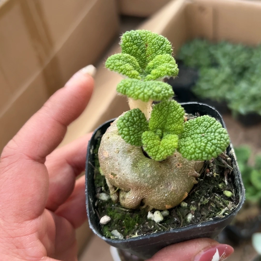 *****多肉植物断崖王子