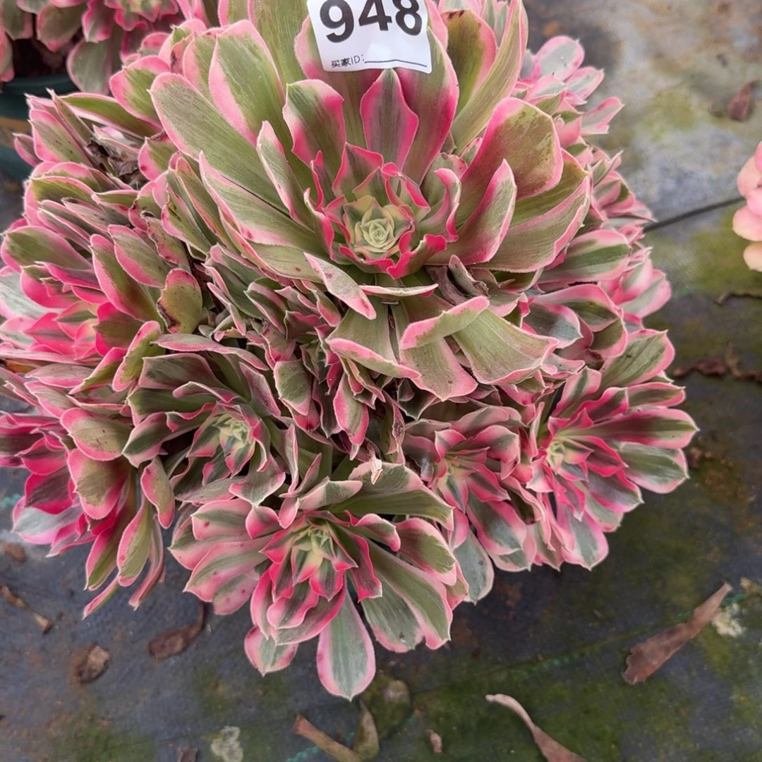 花样年华多肉植物老庄948