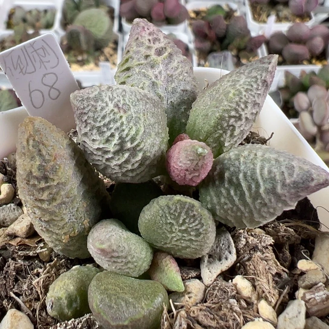 w倒刺多肉植物水泡