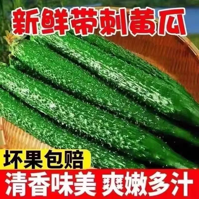 东北新鲜带刺绿瓤水黄瓜现摘当季可生吃凉拌的应季蔬菜