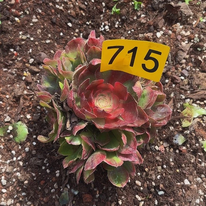 多肉植物福利来715