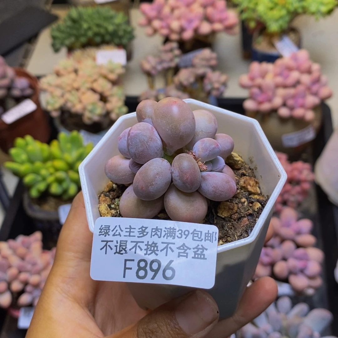 896糖豆奶多肉5c m