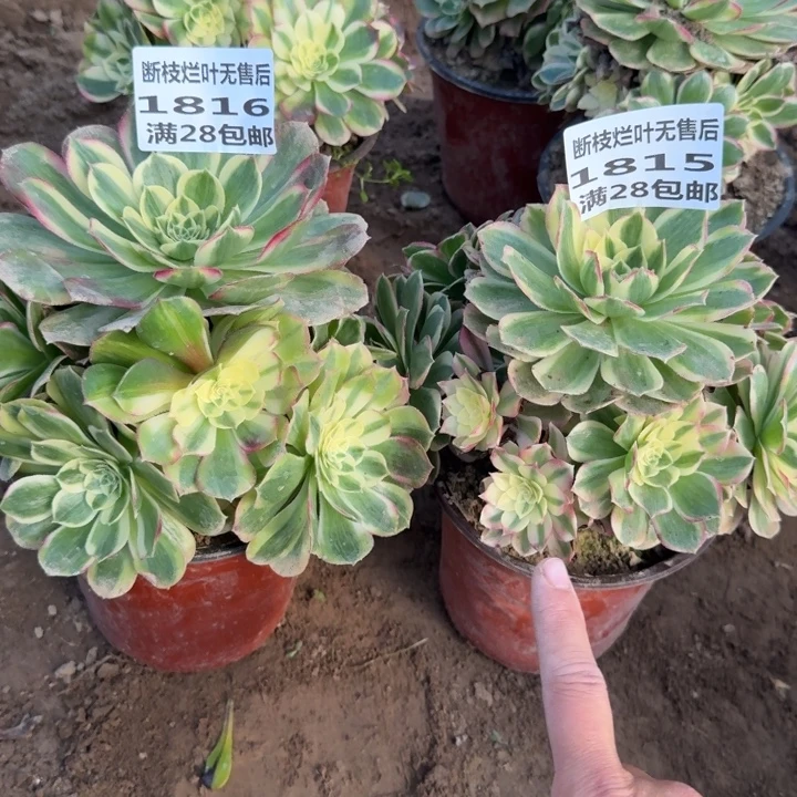 1816/1815二号棚两个玉芙蓉A