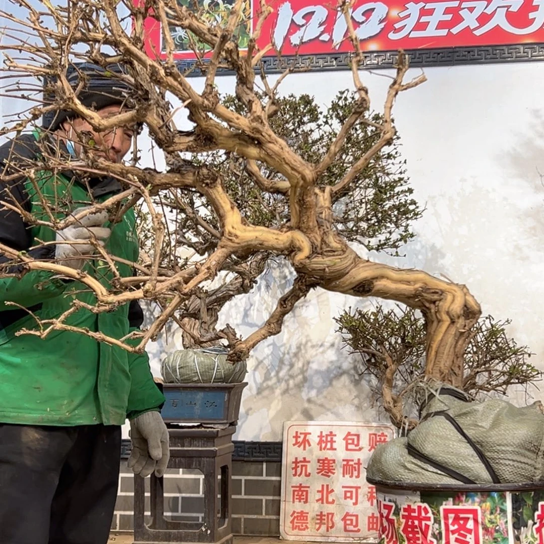 无花朵金银花25555588888858