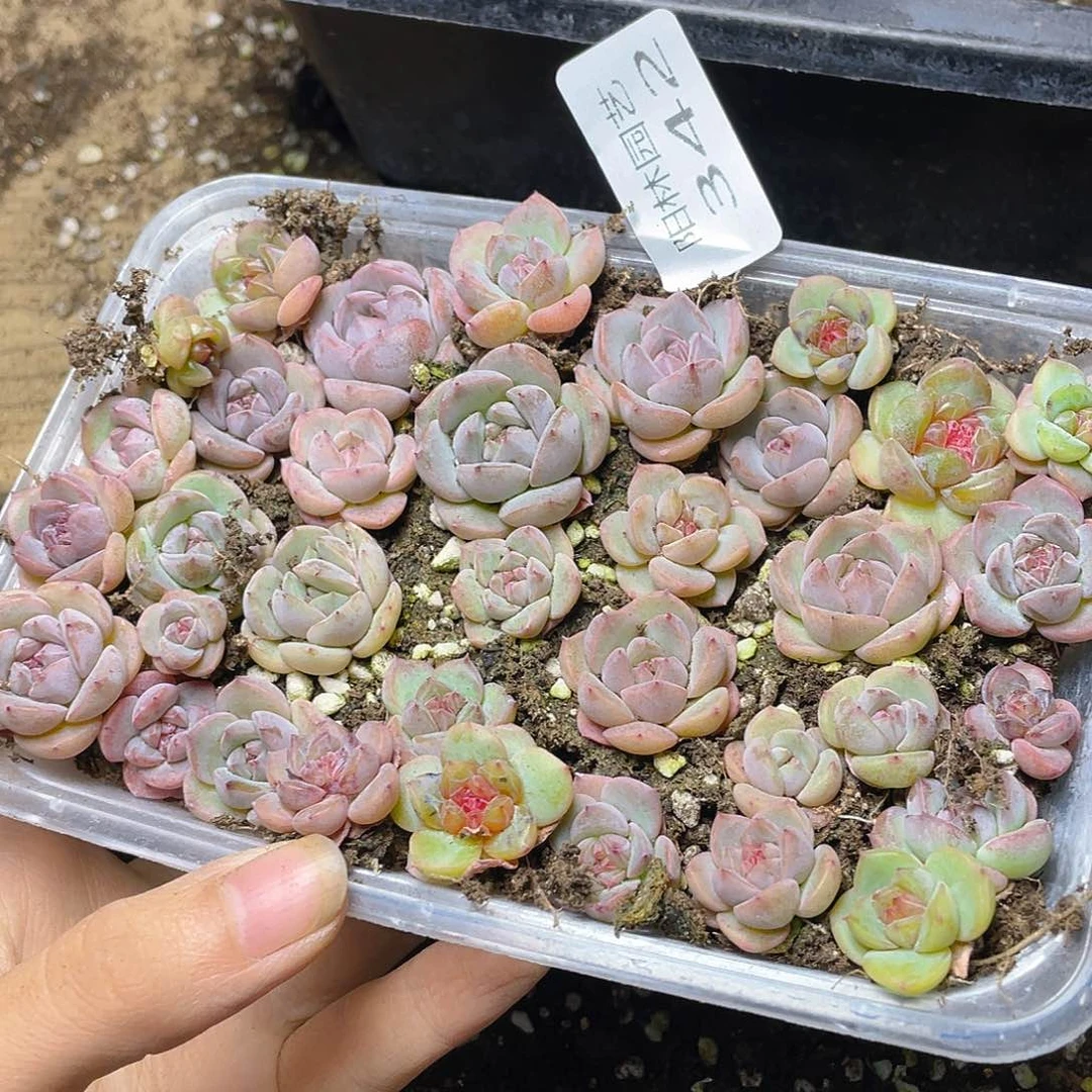 一***子多肉植物多肉植物342