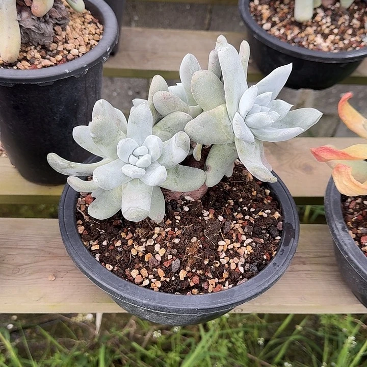 ?***g拇指仙女杯一物一拍