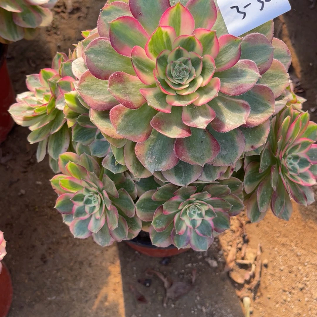 12-3-30玉姿法师锦