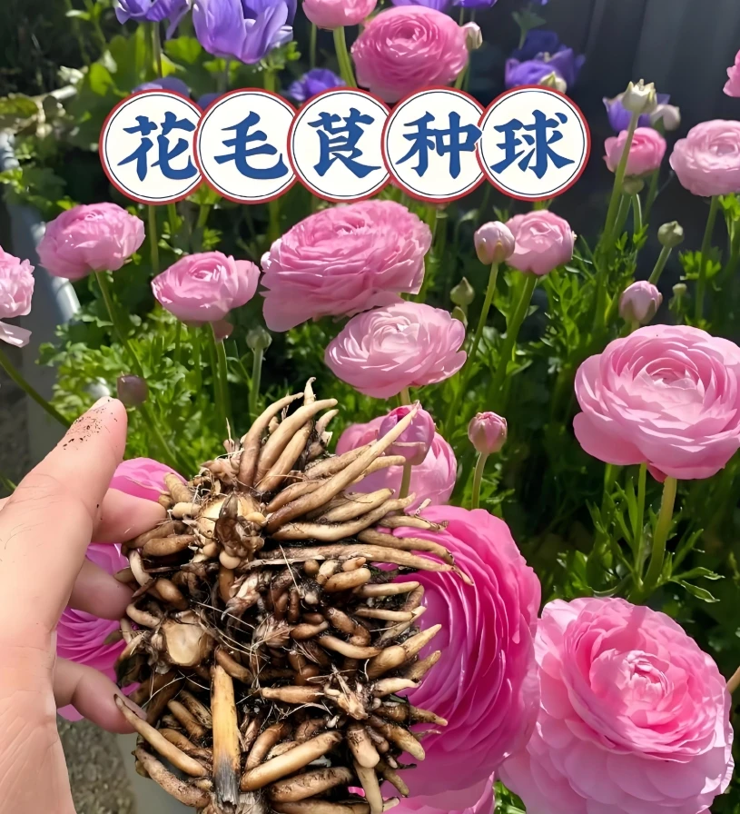【混色花毛茛种球】家庭阳台小院四季种植盆栽地栽易种易活