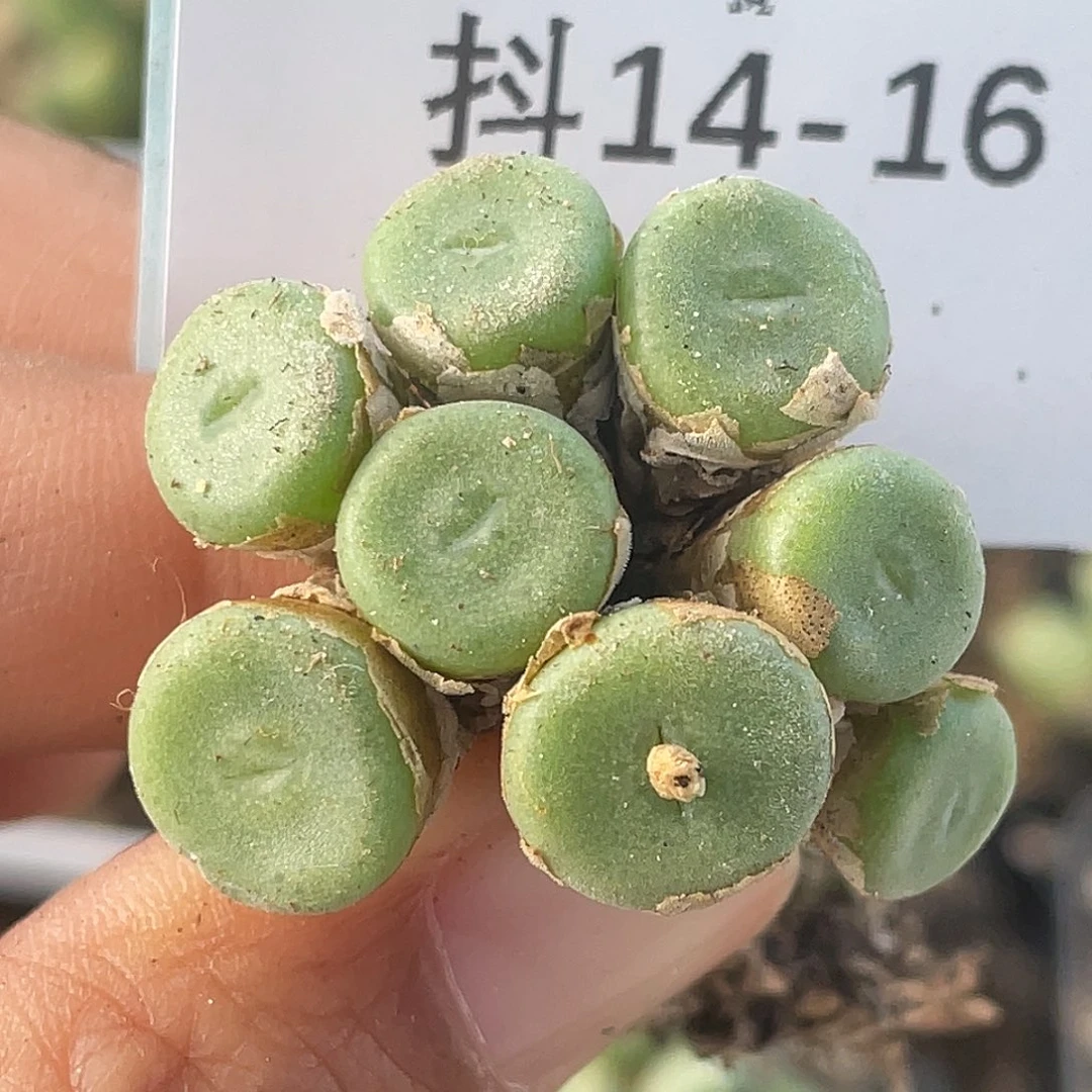14-16毛钮扣多肉植物