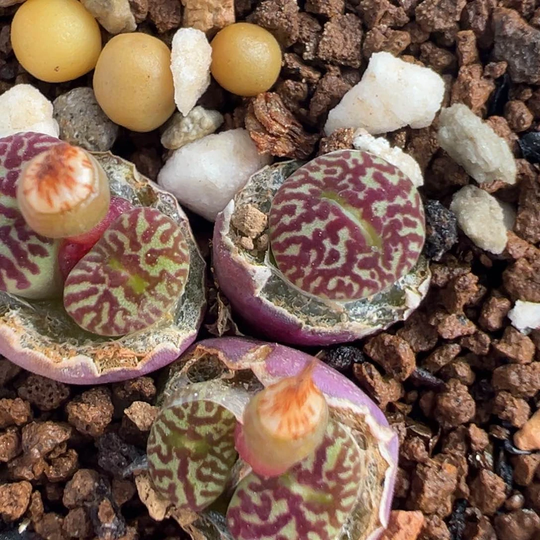 94多肉植物百科知识