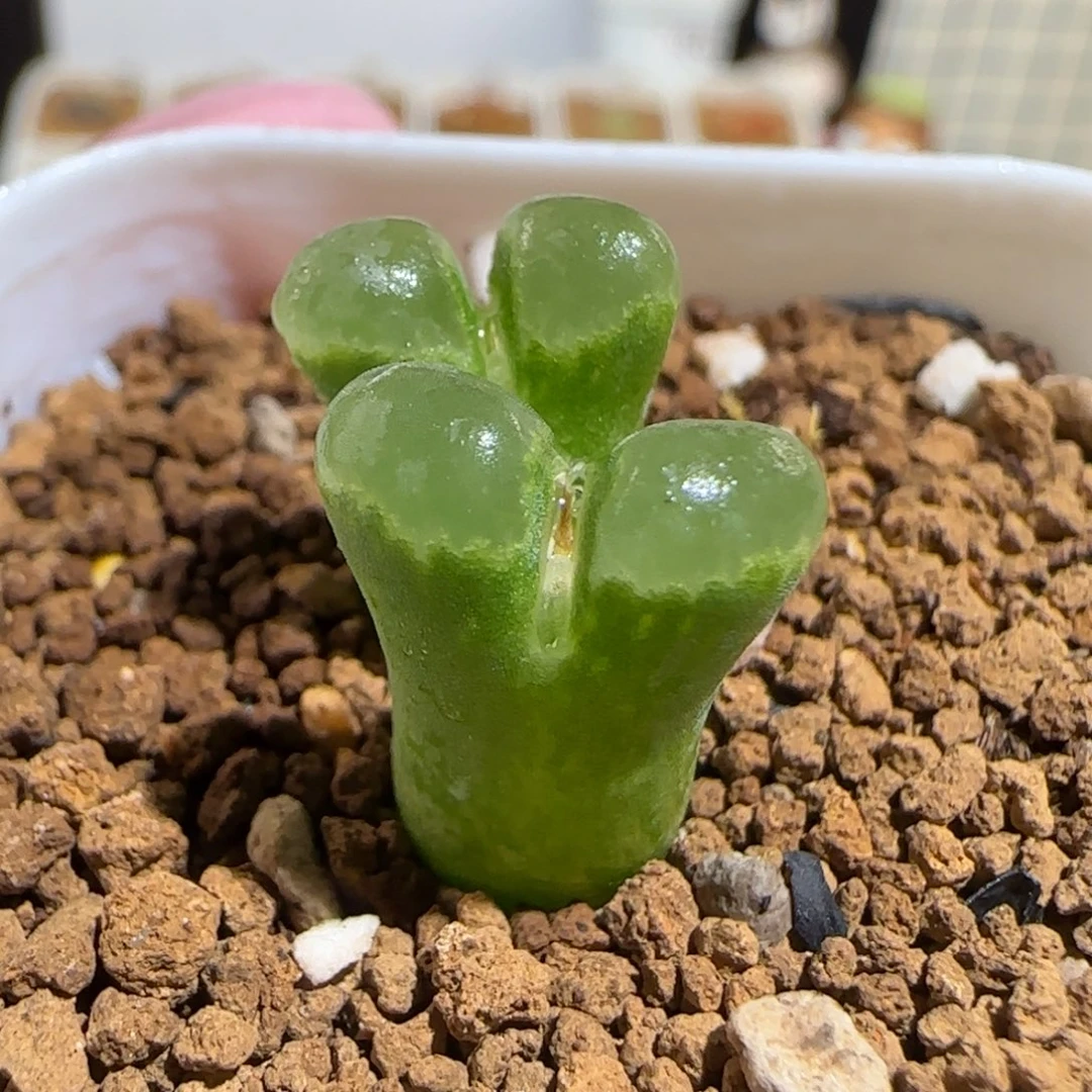 肉锥多肉植物组合-极窗母本1397