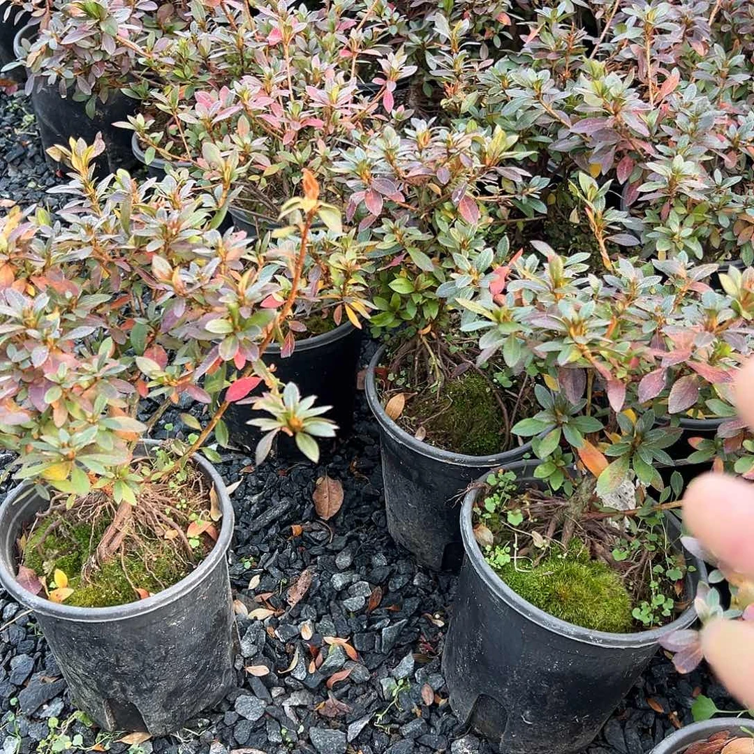 无花朵盆景皋月杜鹃黑红之月