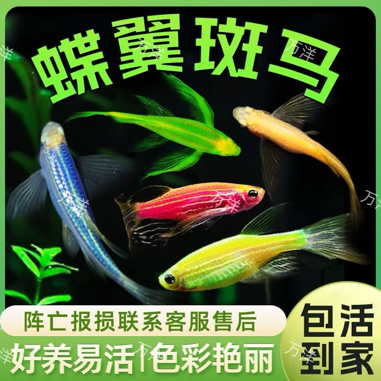 万洋精品 蝶翼混色斑马 小型热带观赏鱼 可混养  发货活体水族