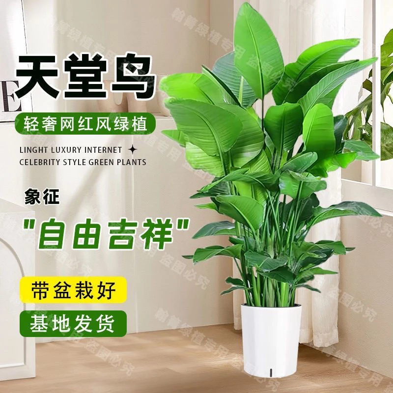 天堂鸟水培植物盆栽室内耐阴好养鹤望兰四季常青花卉桌摆净化空气