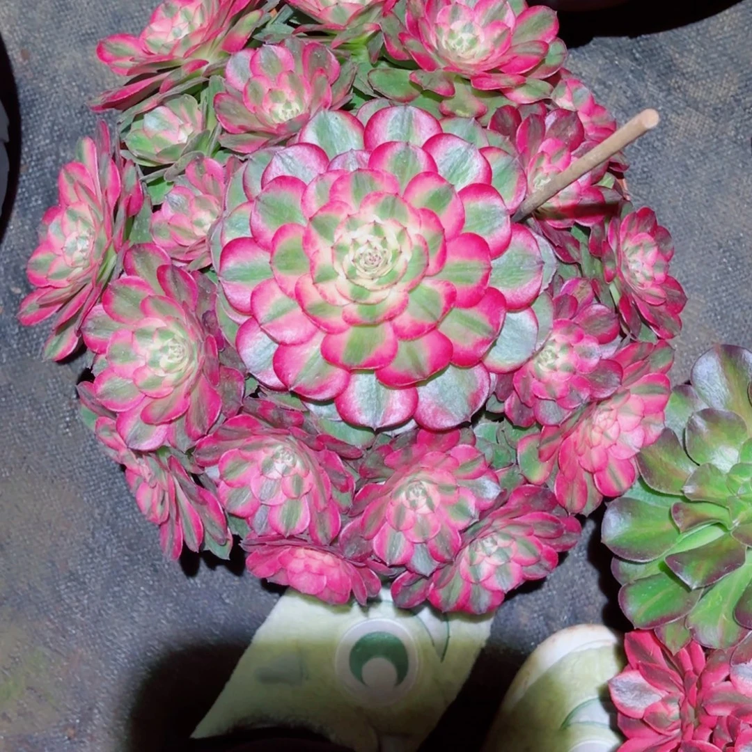 云南多肉植物荔枝