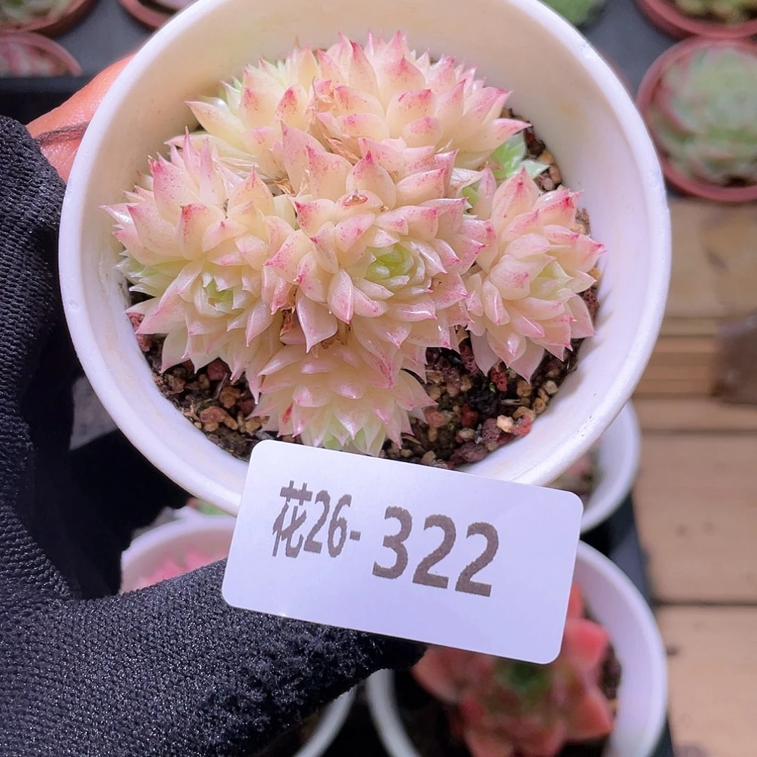 花利美26-322麦秆