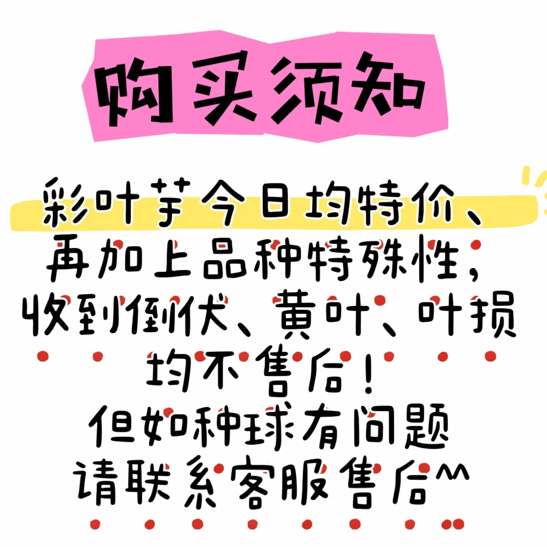 彩叶芋 一物一拍链接 多年生热植阳台庭院可地栽耐热好养
