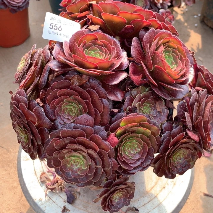 556黑萝莉多肉植物特价不售后
