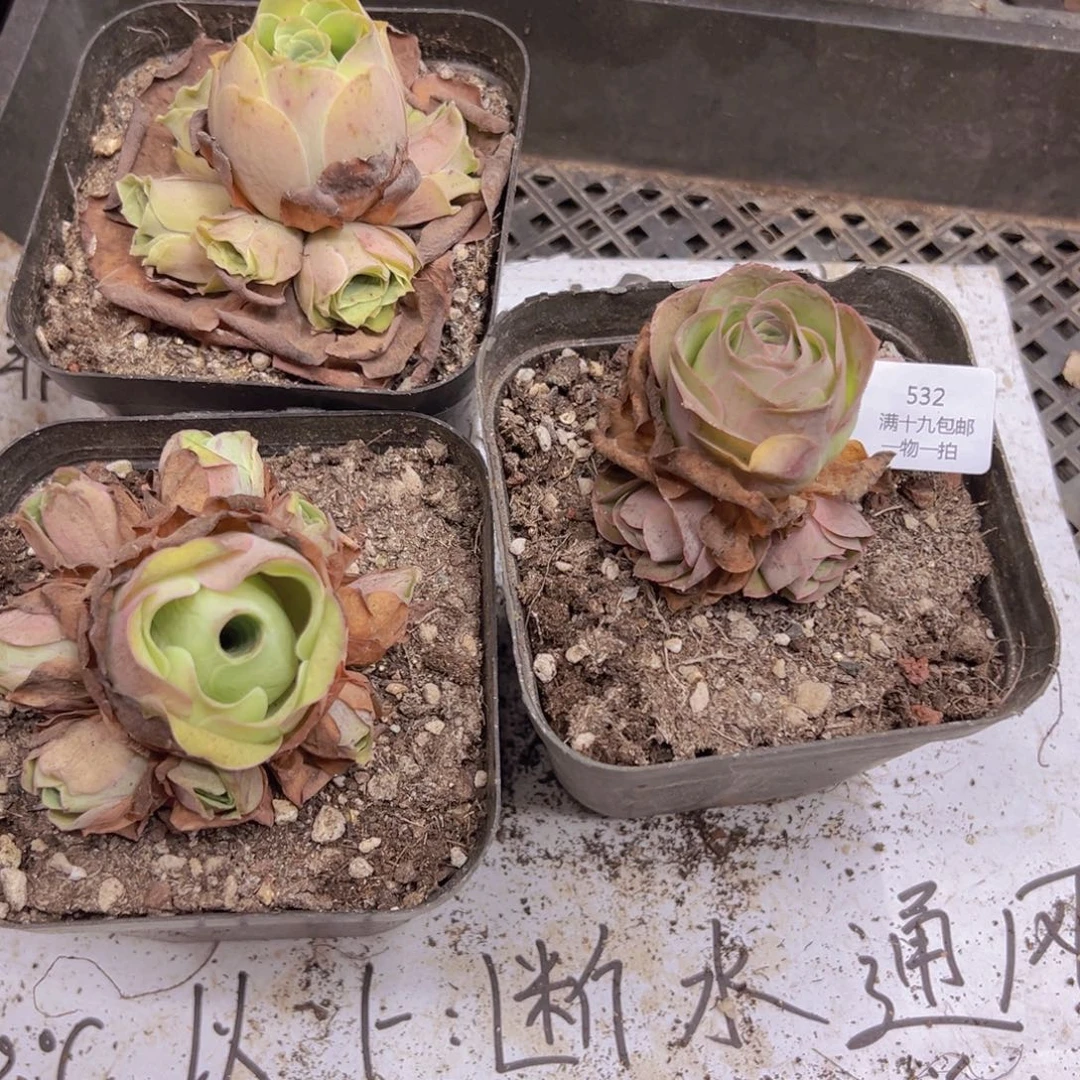 532 侧牙掉了不包损无售后