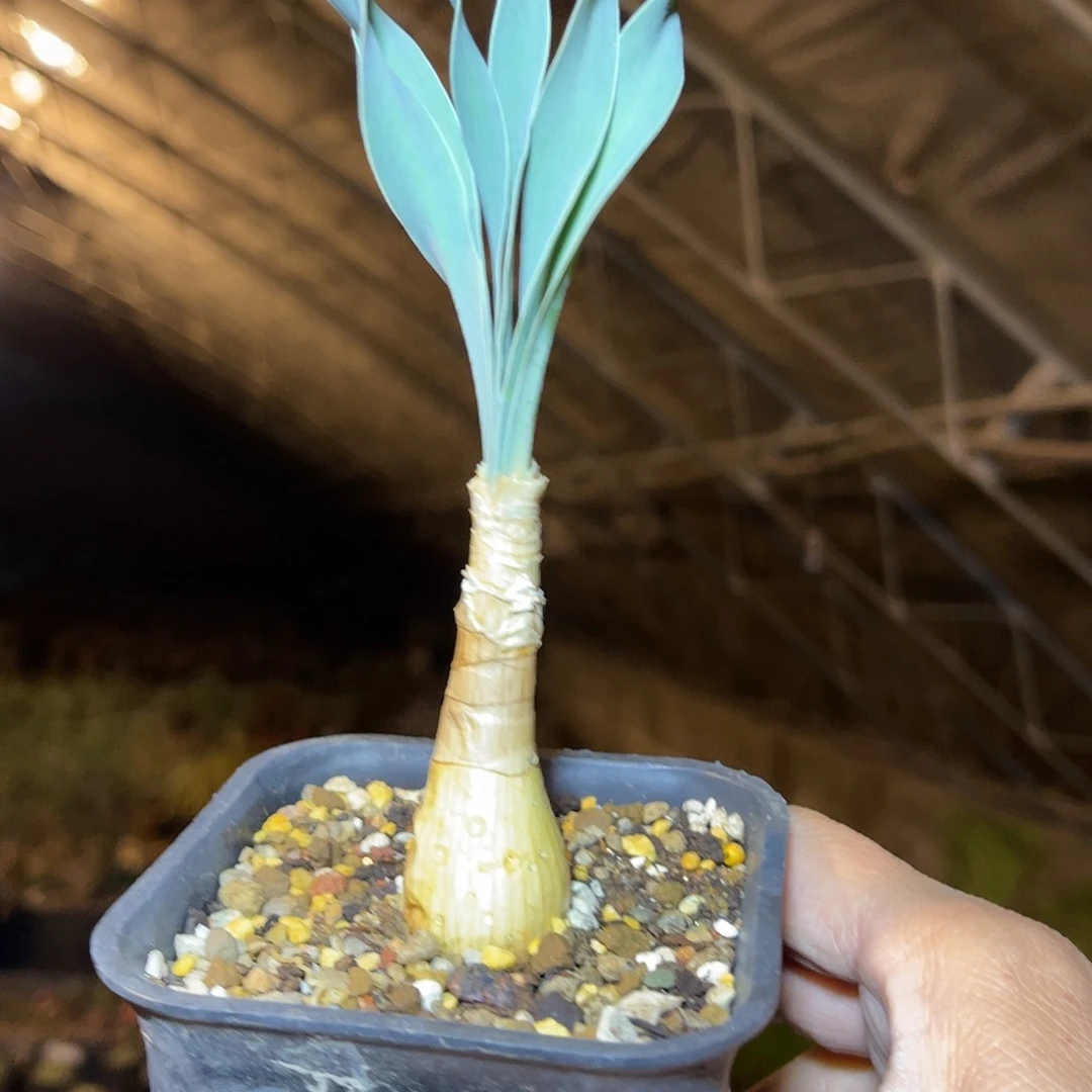 老家产地巨凤之卵