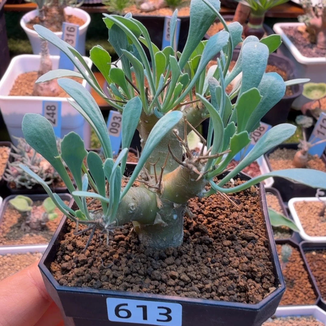 黑鬼殿613(脱土发