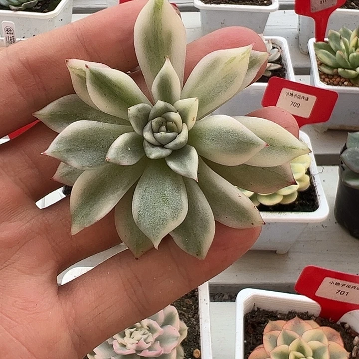 恋爱水晶锦多肉侧芽