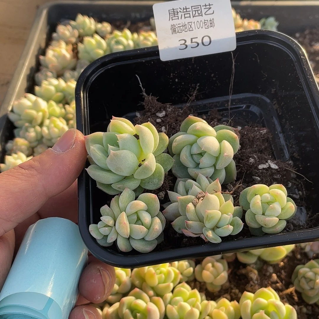 米*LC珍妮混一物一拍350