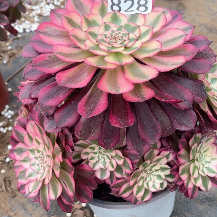 828多肉植物月蝉